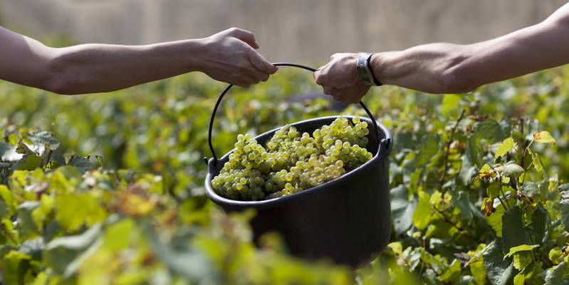 vendanges vendanges